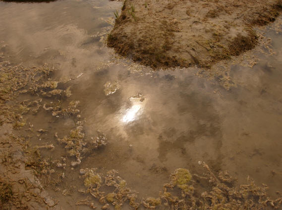 de zon in een plas op het strand...