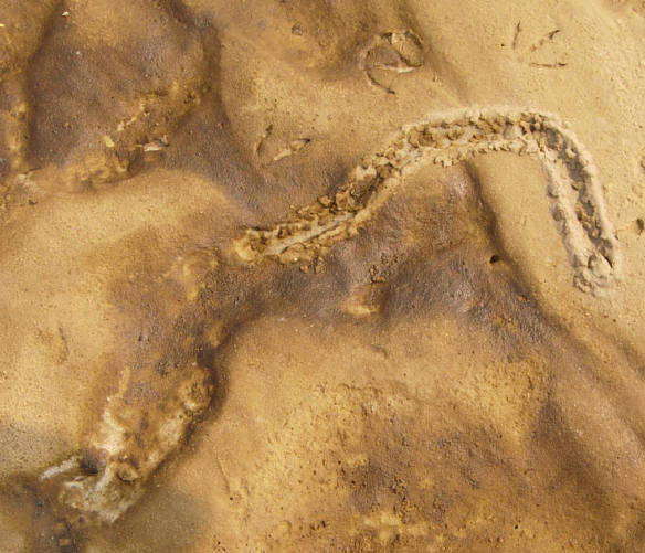 spoor van het voetje van een schelpje...