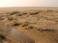 plassen