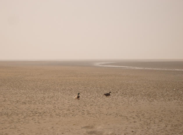 eenden op het strand...