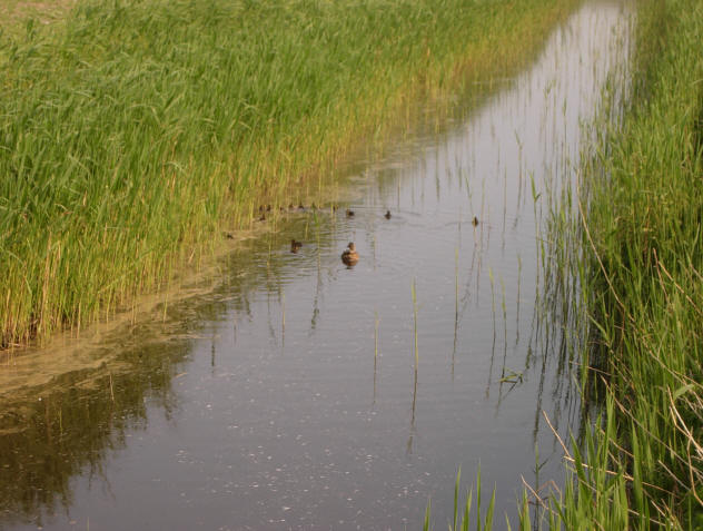 eend met zestien jonkies...