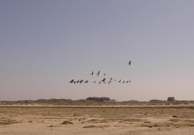 ganzen boven het strand...