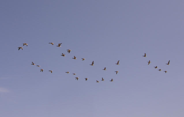 vogelcompositie...