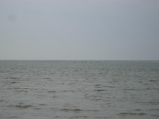 zeehonden op de zandbank...