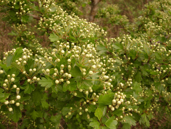 witte bloemen in de knop...