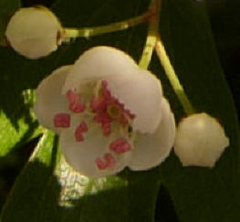 bloem