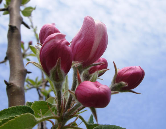 stevige takken, elegante bloemen...