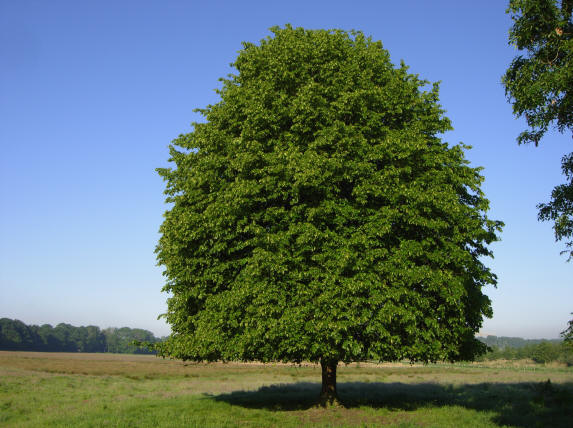 een prachtboom!...