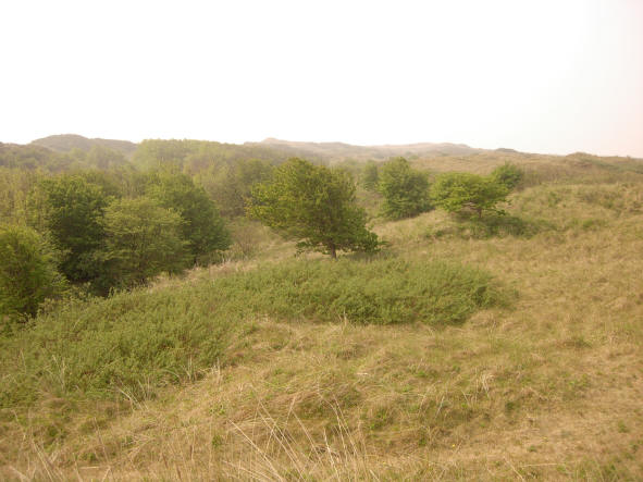 bomen in de duinen...