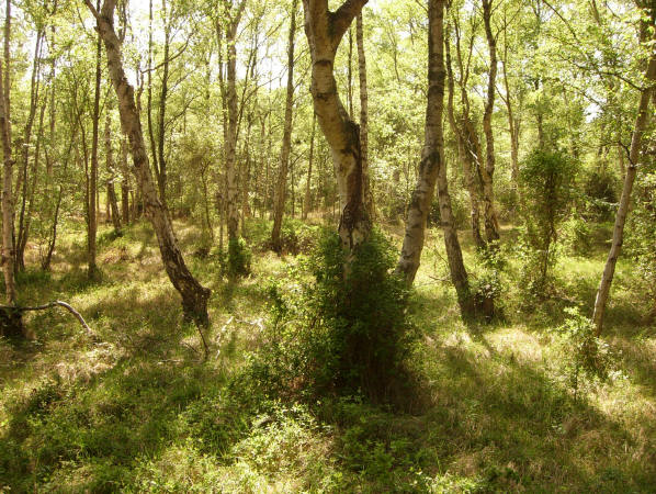 berkenbosje