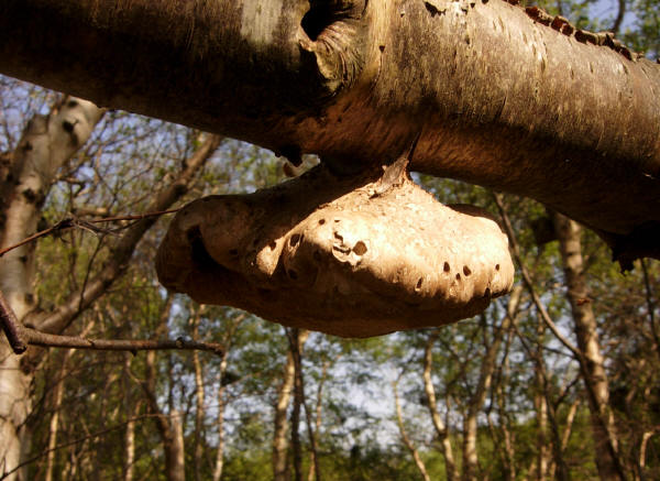 parasiet op dode boom...