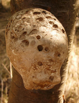 paddestoel op boom