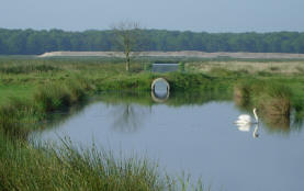 met zwaan...