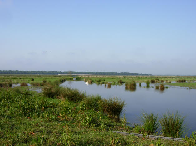 een zwaan op 22 mei 2007...