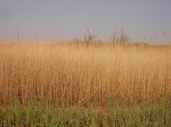gouden korenveld...