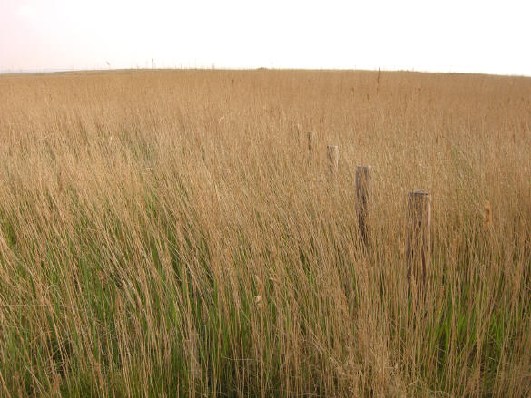 veldje goud aan de waddenkant van het eiland...