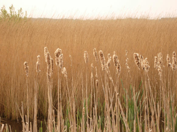 goud met groene accenten...