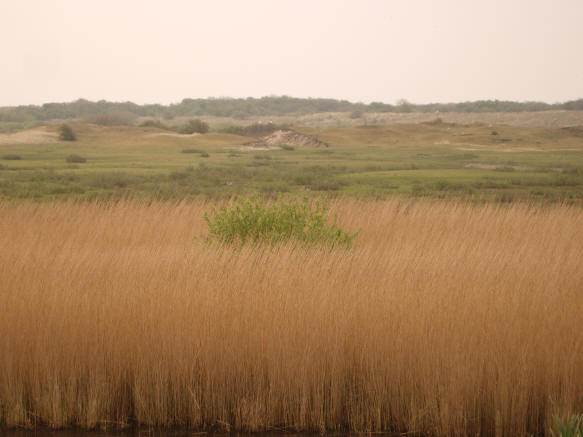 groen eiland in een zee van goud...