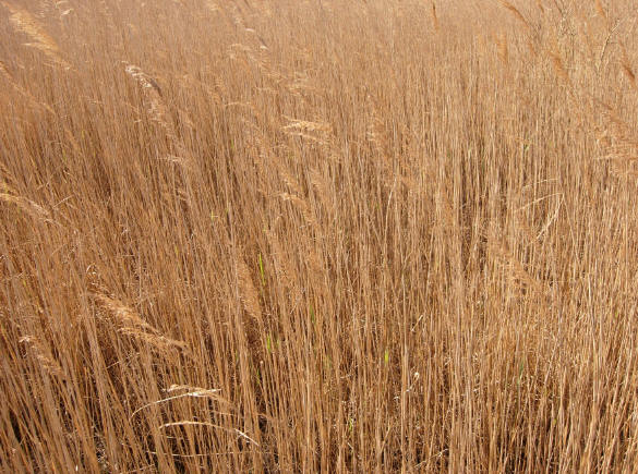 nuances van goud...
