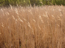 goud en zon...