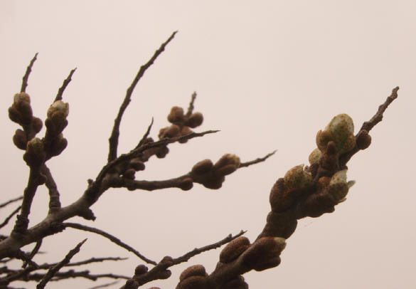 in de duinen van schier...