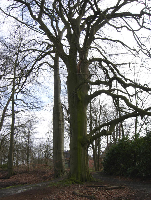 en monumentale boom