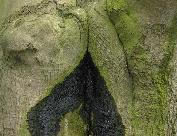 groen betekent het westen...
