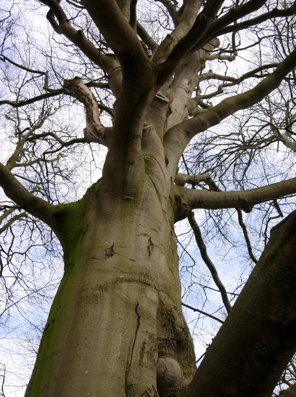 imposante oerboom...
