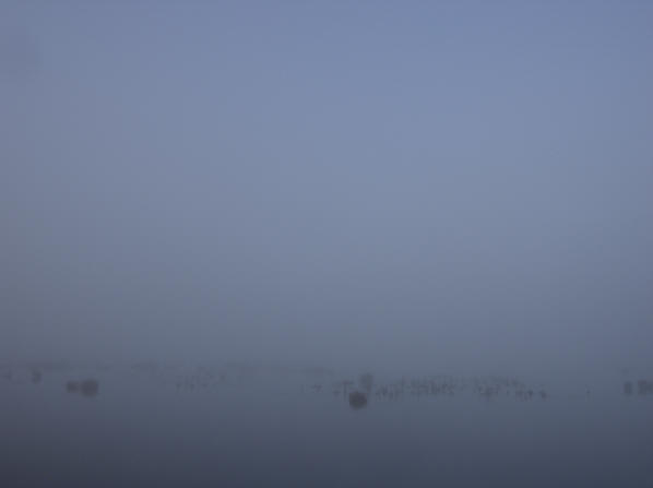 natte polder in de mist...