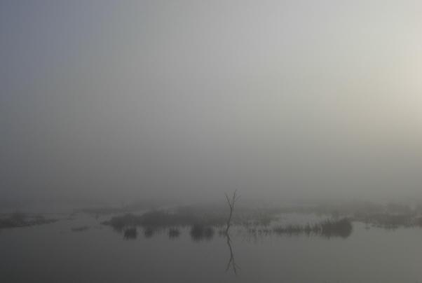 boompje in de mist