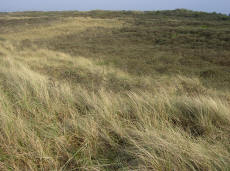 in de duinen...