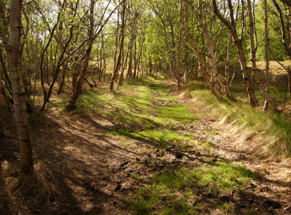 wandelpad door berkenbosje...