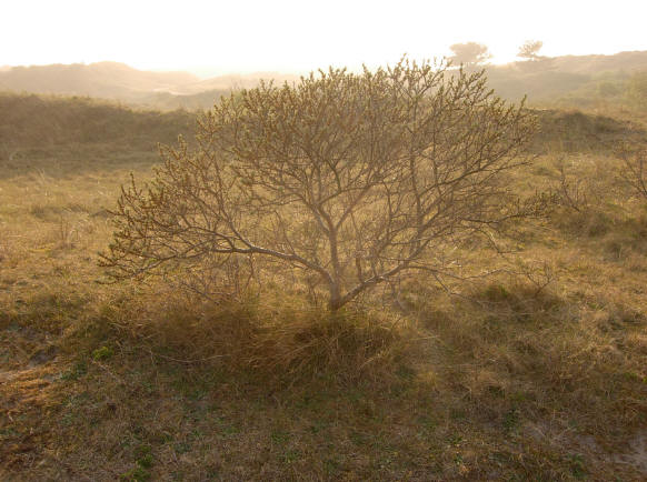 struik in de duinen...