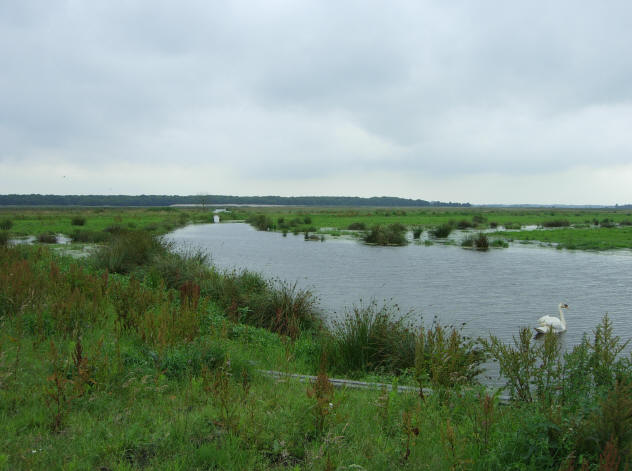 25 juni, met zwaan...
