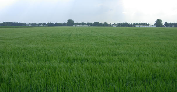 grasland...
