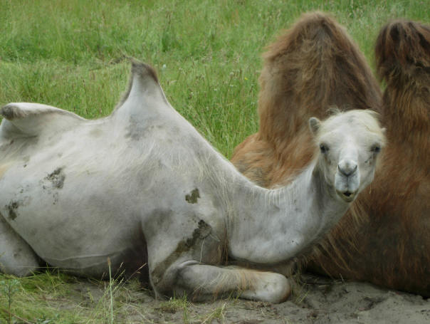 rare bultjes...