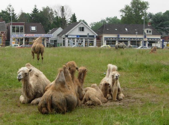 kamelen in hoogezand...