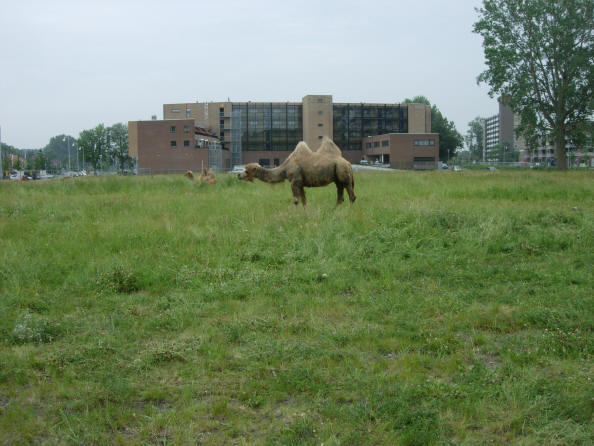 eenzame kameel in een fors grasveld...