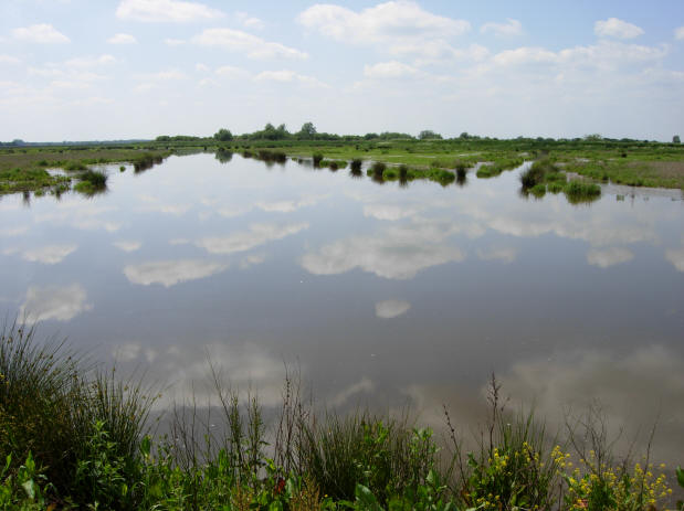 spiegelende polder...