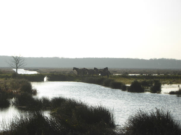 paarden in de polder...