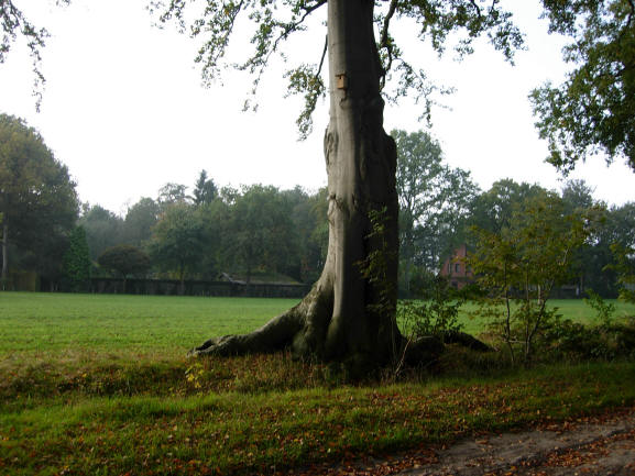 een van de monumentale bomen die we tegenkwamen...