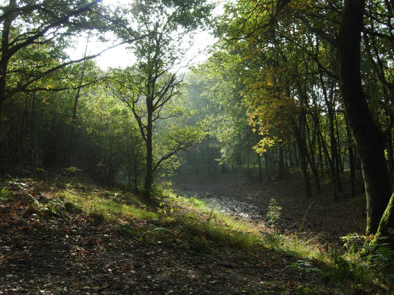 de appelbergen is eigenlijkgewoon een heel mooi bos...