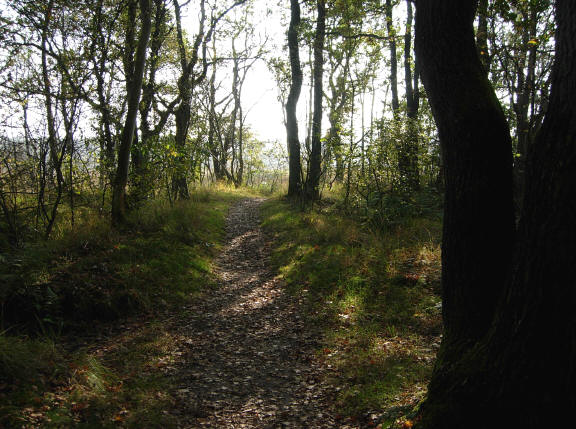 de rand van het bos...