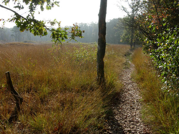 de rand van het bos is ook altijd bijzonder...