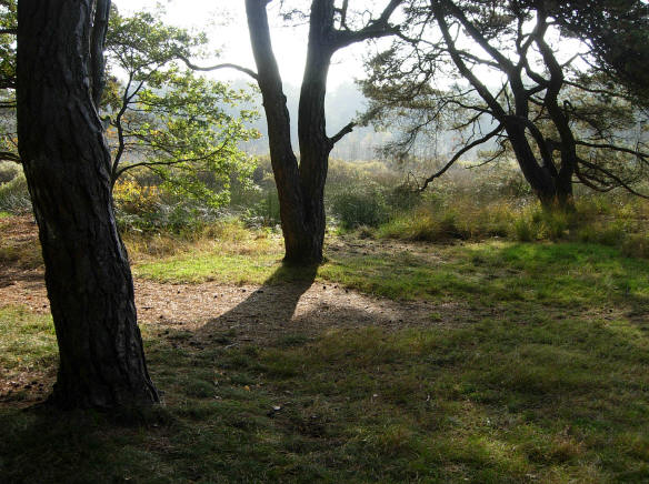 bomen langs een open plek in het bos...