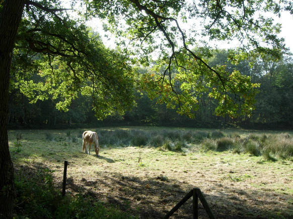 weiland met paard...