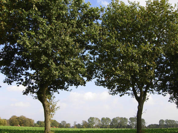en overal bomen...