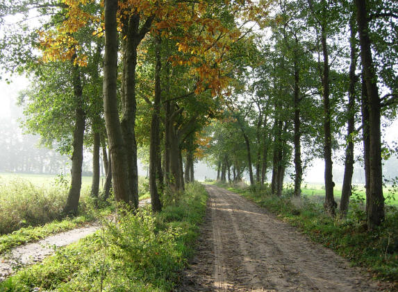 dubbele laan in herfstkleuren...