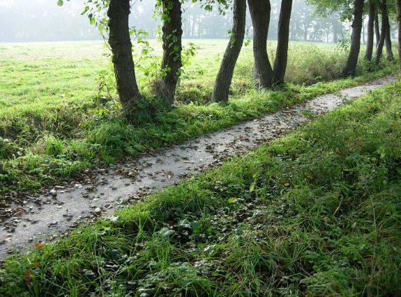 je kunt overal genieten van mooie bomen...