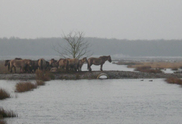 even inzoomen op de paarden...